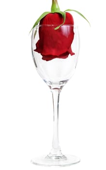 Red Rose in a glass goblet on a white background