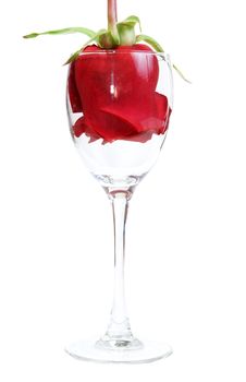 Red Rose in a glass goblet on a white background
