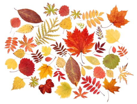 Autumn leaves red, yellow, green dry on a white background