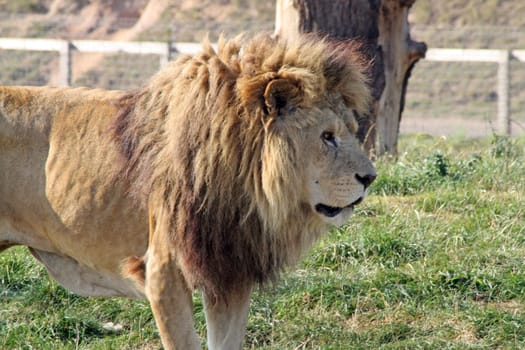 stunning lion