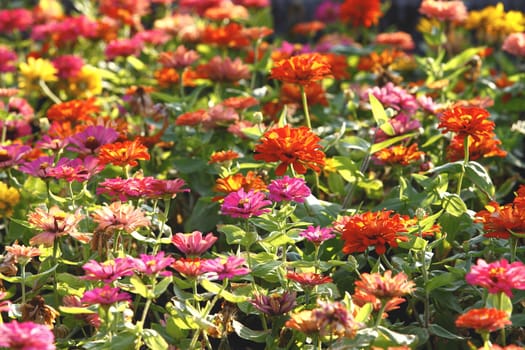 Colorful flowers on field in summer 