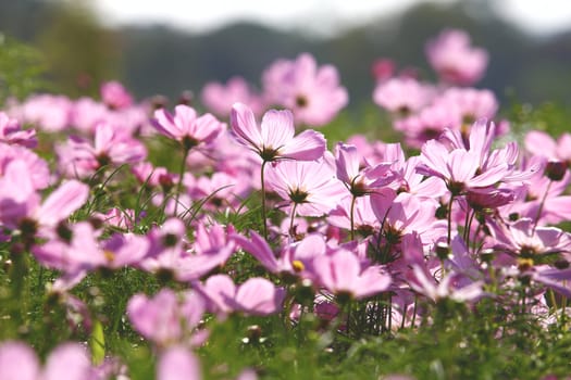 Blossom pink flower in a beautiful day.