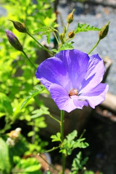 Purple wild flower on a sunny day.
