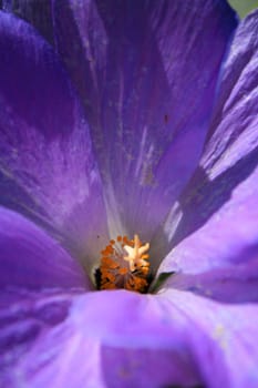 Purple wild flower on a sunny day.
