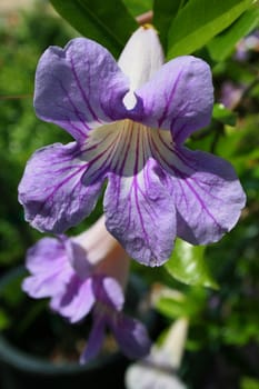 Purple wild flower on a sunny day.
