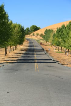 Winding road in a park on a sunny day.
