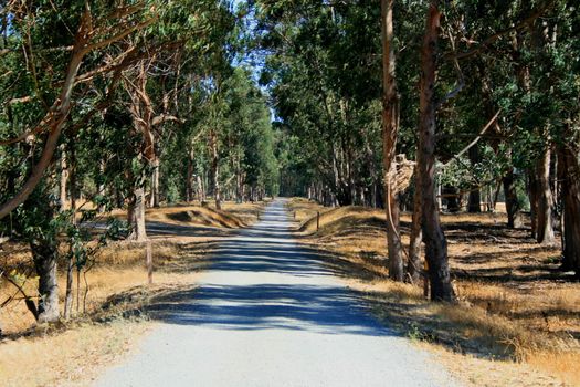 Winding road in a park on a sunny day.
