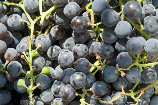 Heap of blue grapes close up
