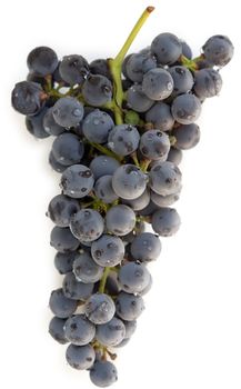 Washed blue grape cluster on white