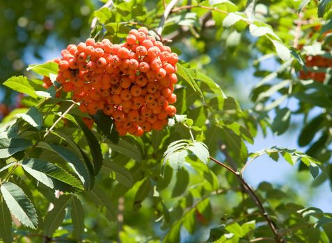 Rowan. Red mountain ash.