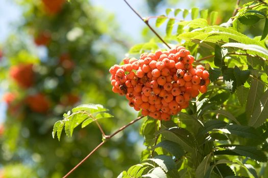 Rowan. Red mountain ash.