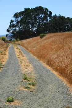 Trail in a park on a sunny day.
