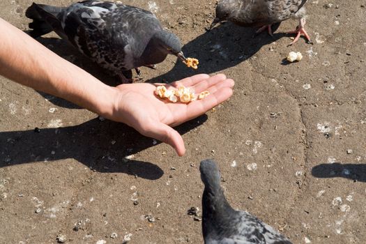 pigeon pecks corn from a human hand