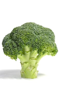 Close up of broccoli on white background