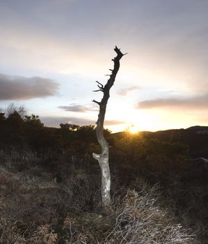 Wooden stick in sunset