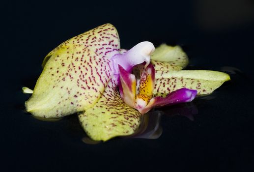 Macro of an lighted orchide