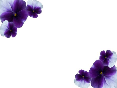 Framework from blue - violet flowers of pansies