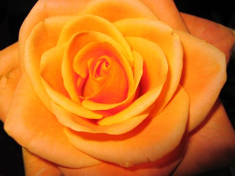 Lighted orange rose