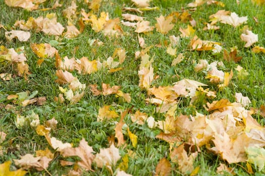 Autumn yellow leaves on a green lawn