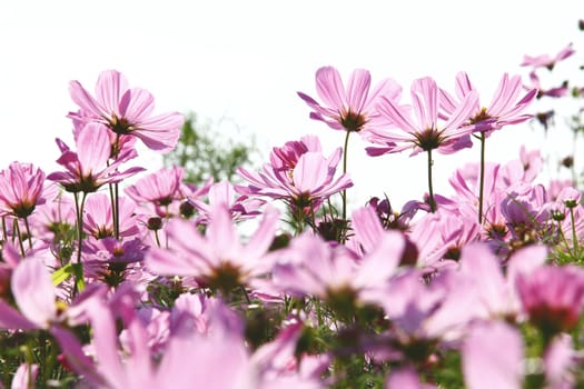 Blossom pink flower in a beautiful day.