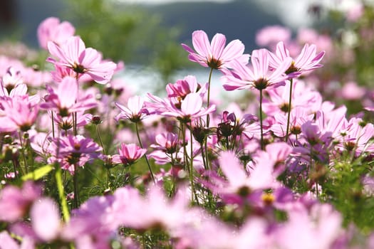 Blossom pink flower in a beautiful day.