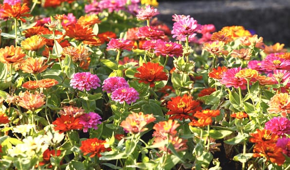 Colorful flowers on field in summer 