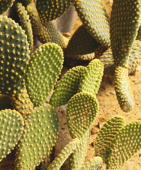 Detail of cactus growing in the garden.