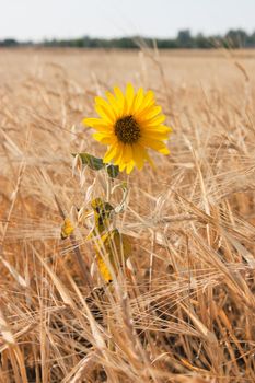 sunflower seeds at the barley field