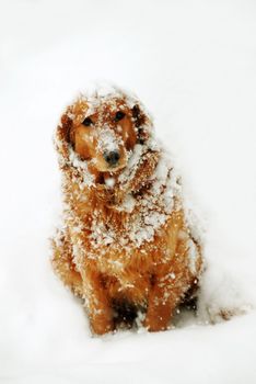 cute orange golden retriever dog with snowflakes at snow