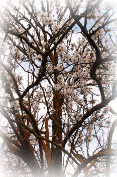 Blooming almond tree branches. Nature spring background.
