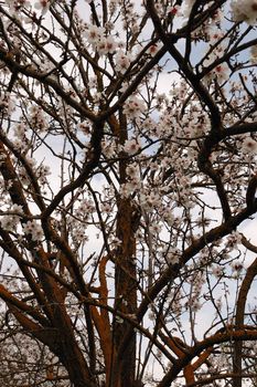 Blooming almond tree branches. Nature springtime background.