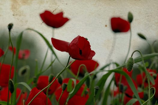 Poppy flowers springtime background on stained vintage paper.
