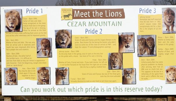 lion pride information