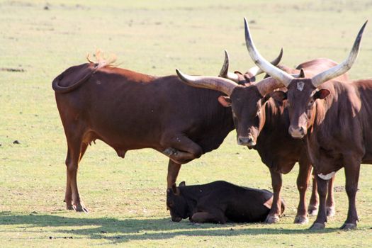 ankole cattle in a field