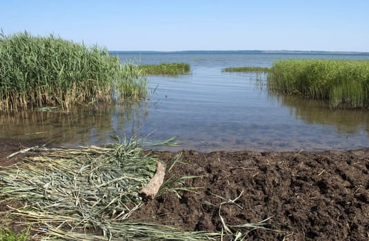 Cattail thickets on the shores of lake Pleshcheyevo near Pereslavl Zaleski, Russia