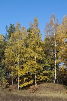 Yellowed birches on the hill on sunny autumn day