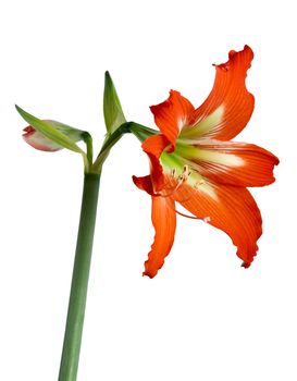 Orange flower isolated on white