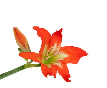 Orange flower isolated on white