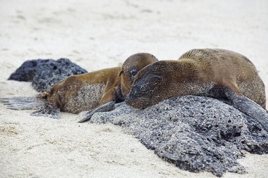 Sea lion colony on Santa Fe island, Galapagos