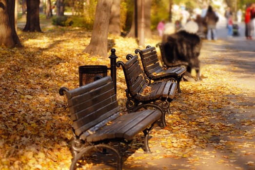 sunny autumn day in park, wooden benches on yellow leaves
