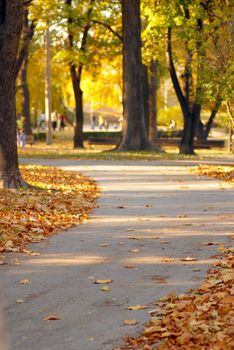 empty path in autumn park with yellow leaves