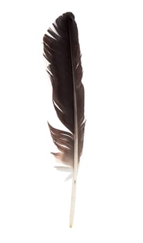 Black feather of a stork isolated on white 