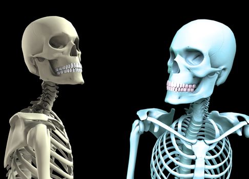 Two skeletons that are looking at each other.