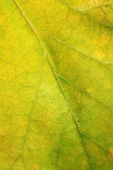 yellow greenish leaf texture closeup background macro