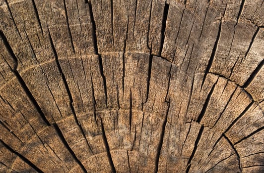 Old log texture