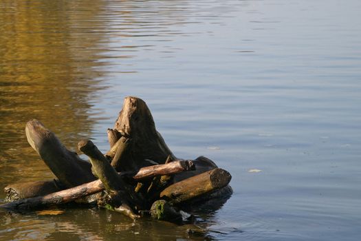 Stump in water