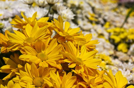 Colorful  chrysanthemum  flowers in garden