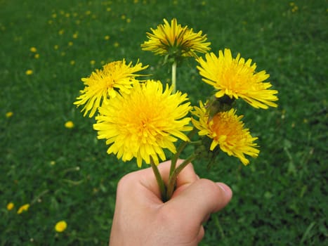 Flower in hand on green grass summer scene