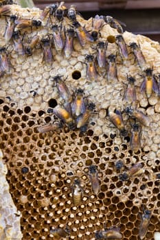 Close up view of the working bees on honeycomb