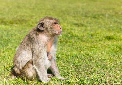 Macaque monkey sitting on green grass